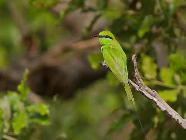 <h3><a href="/trips/gambia/biota/animalia/chordata/aves/037 coraciiformes/006 meropidae/merops viridissimus/merops viridissimus-nl.html">Merops&nbsp;viridissimus</a> / African&nbsp;green&nbsp;bee‑eater / Afrikaanse&nbsp;groene&nbsp;bijeneter</h3>OM-1 Mark II met OLYMPUS M.150-400mm F4.5 TC, 1/2000 sec  bij F5.6, ISO 800, afstand 27.1&nbsp;m